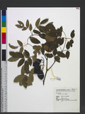 Caesalpinia crista L. fר
