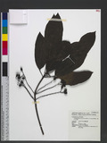 Daphniphyllum glaucescens Blume var. oldhamii Hemsl. ַ