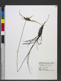 Mariscus sumatrensis (Retz.) J. Raynal jl]