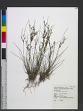 Juncus tenuis Willd. sO߯