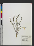 Agrostis infirma Buse ɤsѿo