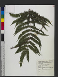 Pteris setuloso-costulata Hayata 