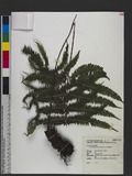 Pteris setuloso-costulata Hayata 