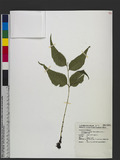 Cyrtomium caryotideum (Wall. ex Hook. & Grev.) C. Presl Ӿe