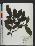 Sloanea formosana H. L. Li Uw