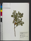 Vitex rotundifolia L. f. H