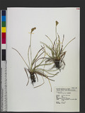 Fimbristylis cymosa R. Br. Ʃد