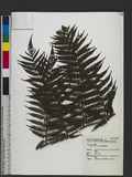 Cyathea fenicis Copel. 