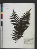 Cyathea fenicis Copel. 