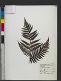 Cyathea fenicis Copel. 