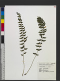 Polystichum formosanum Rosenst. OWտ