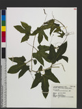 Momordica cochinchinensis (Lour.) Spreng. žl