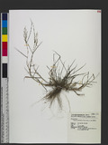 Eragrostis amabilis (L.) Wight & Arn. ex Nees V