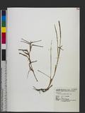 Stenotaphrum secundatum (Walter) Kuntze