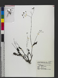 Youngia japonica (L.) DC. subsp. formosana (Hayata) Kitamure OWO