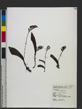 Amitostigma gracile (Blume) Schltr.