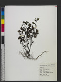 Solanum nigrum L. s