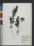 Asplenium obscurum Blume `ŸK
