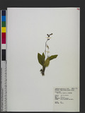 Malaxis purpurea (Lindl.) Kuntze 紫花軟葉蘭
