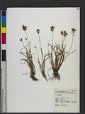 Fimbristylis sp.