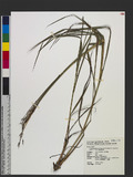 Capillipedium parviflorum (R. Br.) Stapf var. spicigerum (Benth.) C. Hsu h`Ӭ`