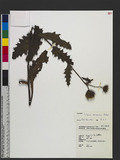 Cirsium arisanense Kitamura s