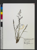 Agrostis infirma B...