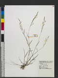 Agrostis clavata Trin. Ūѿo