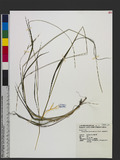 Brachypodium sylvaticum (Huds.) P. Beauv. 򶩵u`