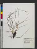 Helictotrichon abietetorum (Ohwi) Ohwi NP