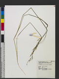 Helictotrichon abietetorum (Ohwi) Ohwi NP