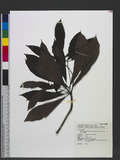 Machilus japonica Sieb. & Zucc. var. kusanoi (Hayata) J. C. Liao j