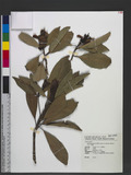 Machilus japonica Sieb. & Zucc. var. kusanoi (Hayata) J. C. Liao j