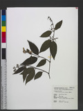 Deutzia taiwanensis (Maxim.) C. K. Schneid. OWY
