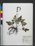 Salvia arisanensis...