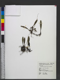 Bulbophyllum melan...