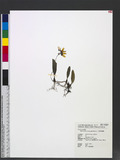 Bulbophyllum retusiusculum Reichb. f. ä