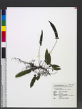 Pronephrium triphyllum (Sw.) Holtt. Ts뿹