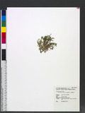 Microcarpaea minima (Koenig) Merr. pJ¯