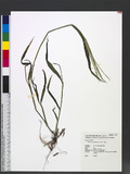 Digitaria sanguinalis (L.) Scop. 