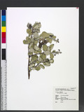 Vitex rotundifolia L. f. 海埔姜