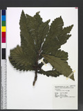 Quercus dentata Thunb. ex Murray ھ