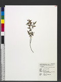 Vaccinium japonicum Miq. var. lasiostemon Hayata 򿶪