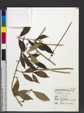 Aeschynanthus acuminatus Wall. ex A. DC. G