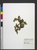 Solanum miyakojimense H. Yamazaki & Takushi cjX