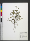 Zornia cantoniensis Mahlenb. B