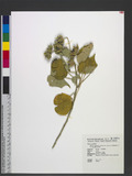 Abutilon indicum (L.) Sweet var. guineense (Schumach.) K. M. Feng BVl