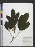 Melicope pteleifolia (Champ. ex Benth.) T. Hartley T}ž