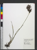Cyperus rotundus L. l