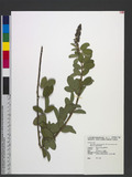 Desmodium heterocarpon (L.) DC. var. strigosum van Meeuwen 򰲦a